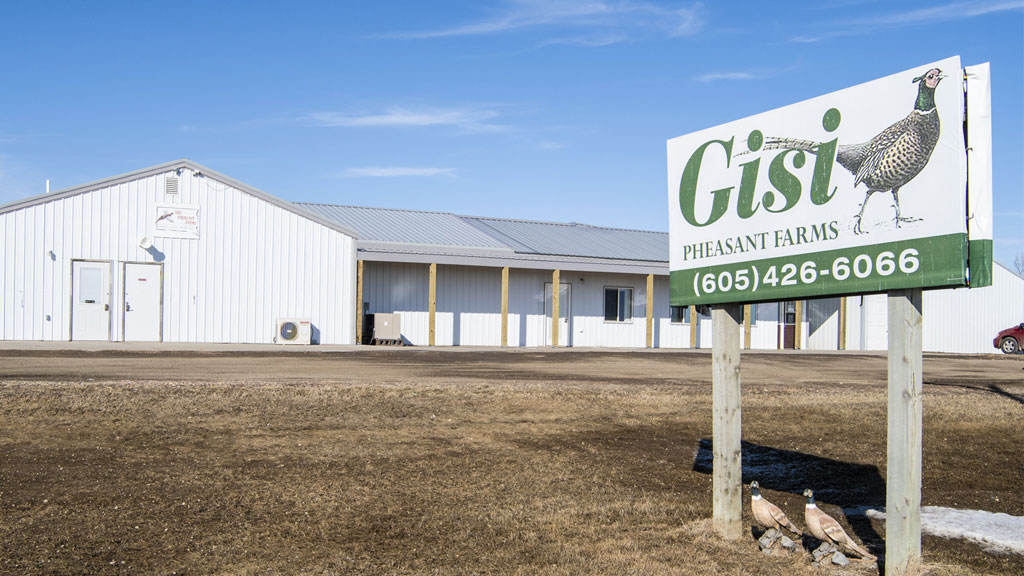 Gisi Pheasant Farms