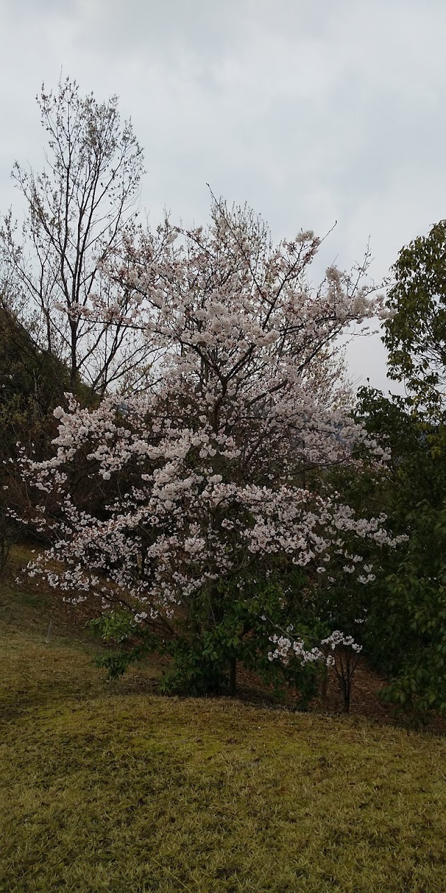 Shinshi Classic Golf Club - Photo 8