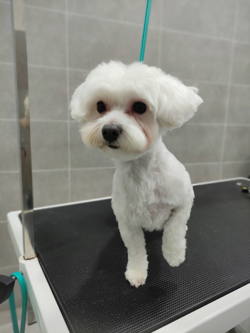 Groom the paw-Sofia's Pet Grooming