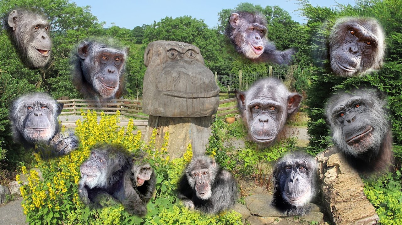Wales Ape and Monkey Sanctuary