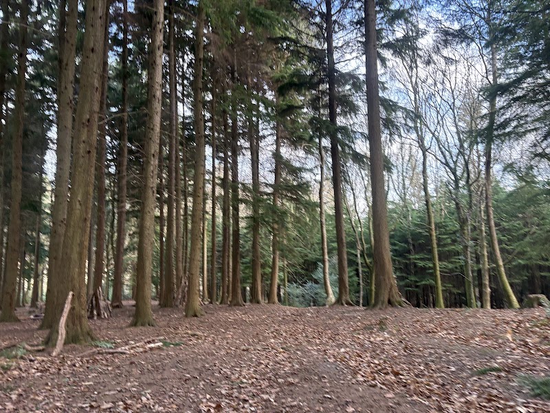Forest of Bere