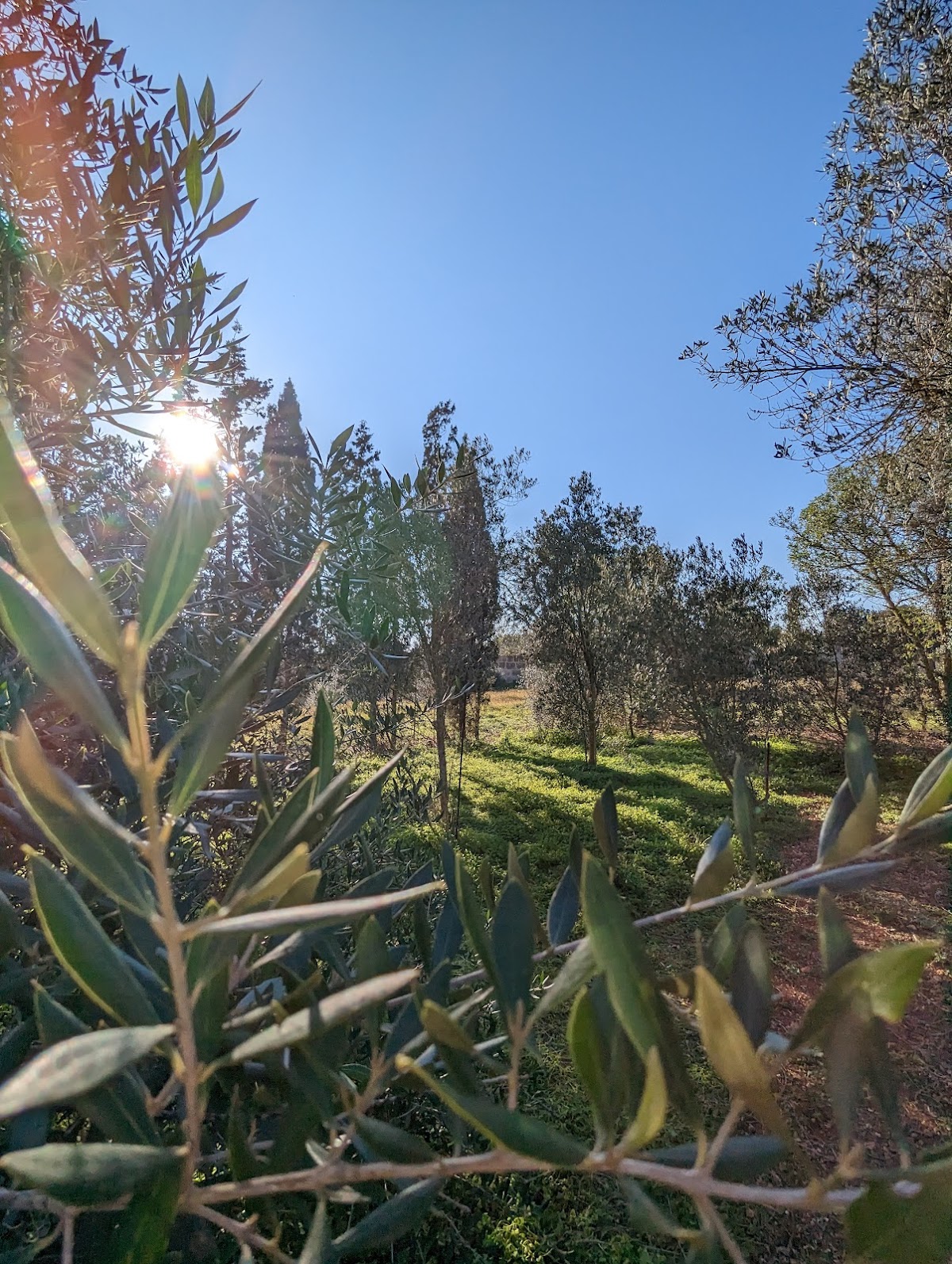 Soul Garden Retreats Mallorca — 4