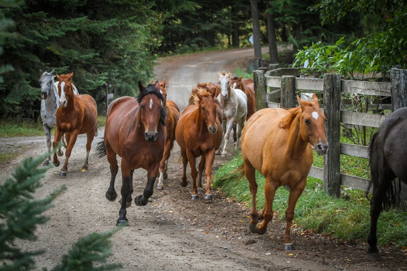 Western Pleasure Guest Ranch - Photo 4