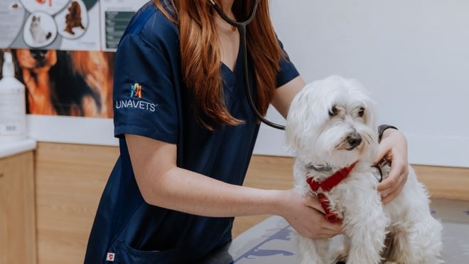 Clínica Veterinaria Tartanga UNAVETS Trápaga