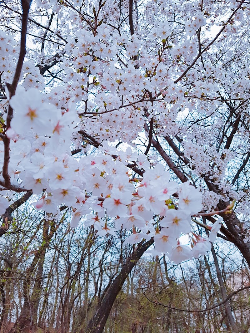 군포수릿길 도시테마길(도장공원길) 반려동물 동반 여행지