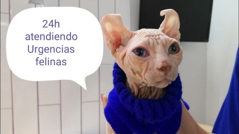 CLINICA FELINA BARCELONA