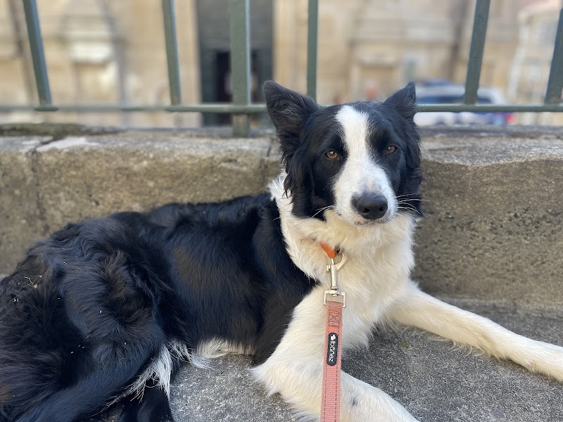 Clínica Veterinaria Amigos photo 2