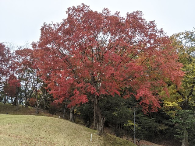 Teiho Country Club - Photo 9