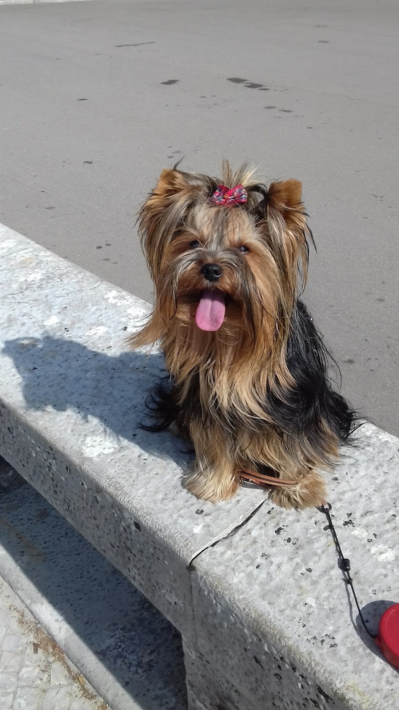 CLINICA VETERINARIA SOMAZA PEREZ SLP