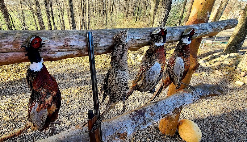 Sand Pine Pheasants Family - Photo 6