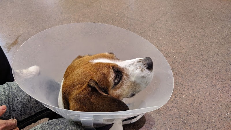 Clínica Veterinaria Víctor Serena