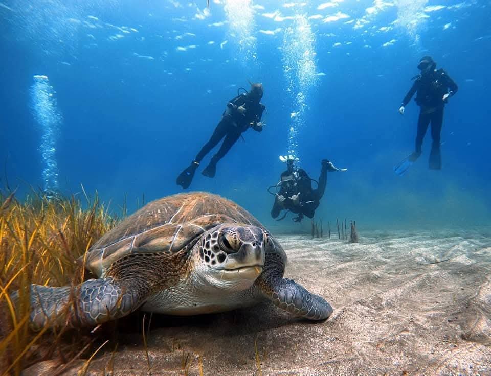 Scuba Diving for Beginners in Costa Adeje photo 3