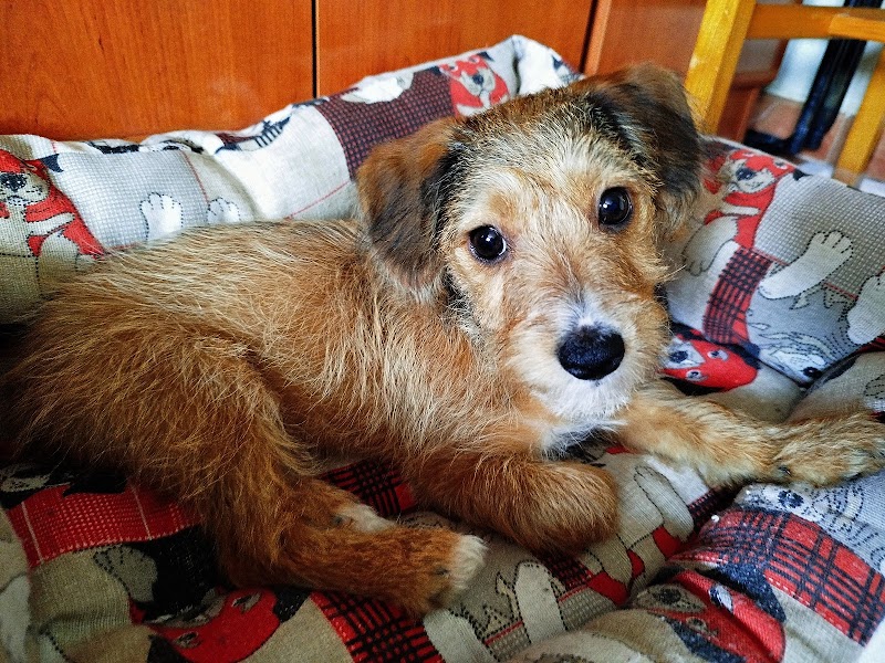 Clínica Veterinaria Zalfonada