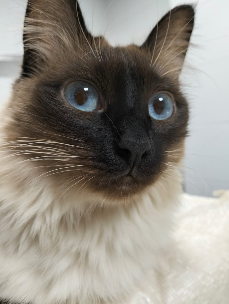 Clínica Veterinaria Al-Beitar