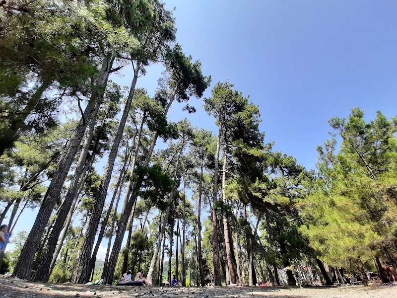 Пицундская сосновая роща