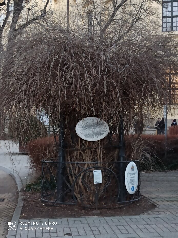 Kálvin téri ördögcérna, más néven lícium (Lycium barbarum)