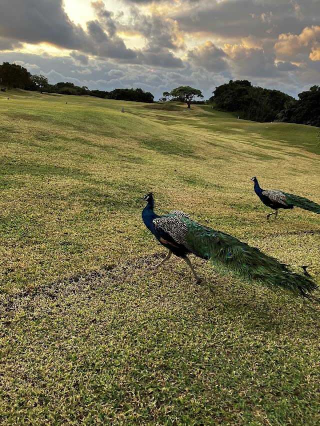 Ocean Links Miyakojima - Photo 4