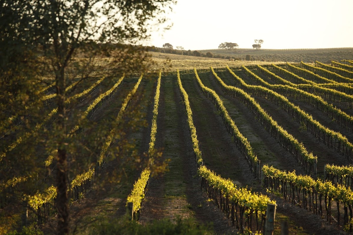 Taylors Wines