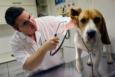 המרכז הרפואי לחיות רמת גן - בית חולים וטרינרי • וטרינרים מומחים