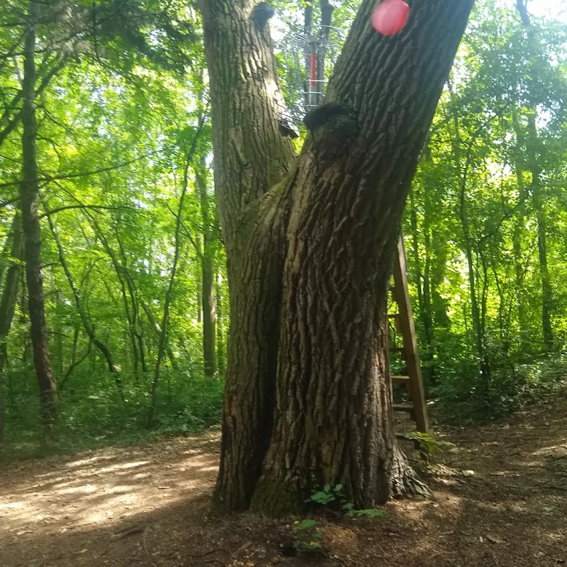 Tittabawassee Park Disc Golf Course photo 2