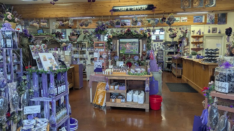 Sunshine Herb & Lavender Farm photo 2