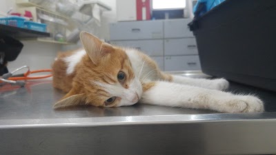 עמותת תנו לחיות לחיות