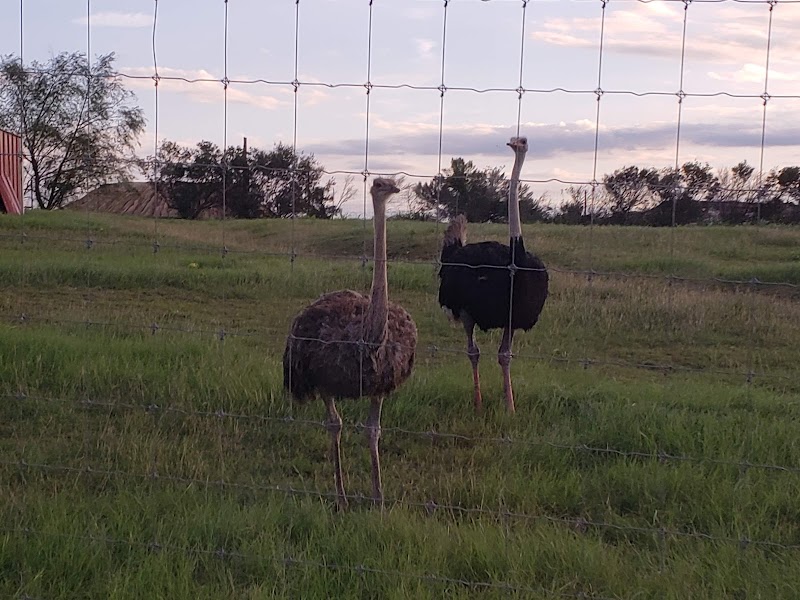 Texas Disposal Systems Exotic Game Ranch - Photo 5
