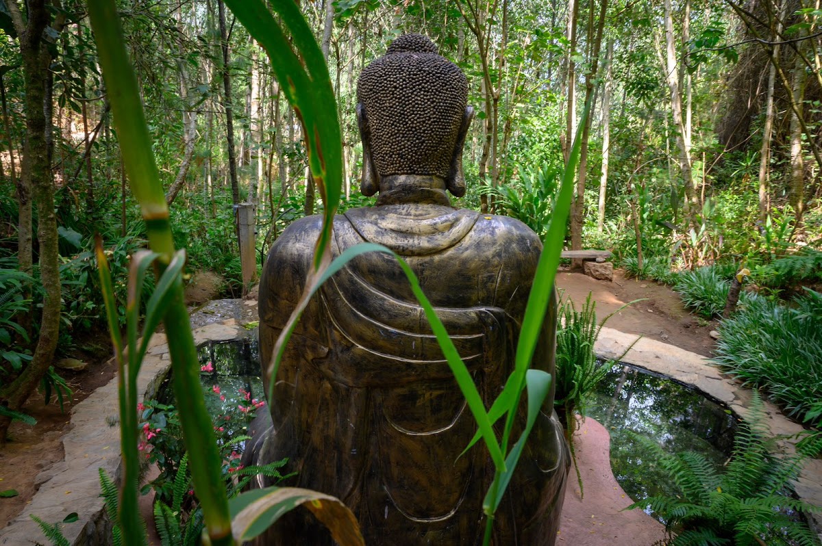Ascension Sacred Mushroom Ceremonies, Retreats, Experiences, & Accomodations
