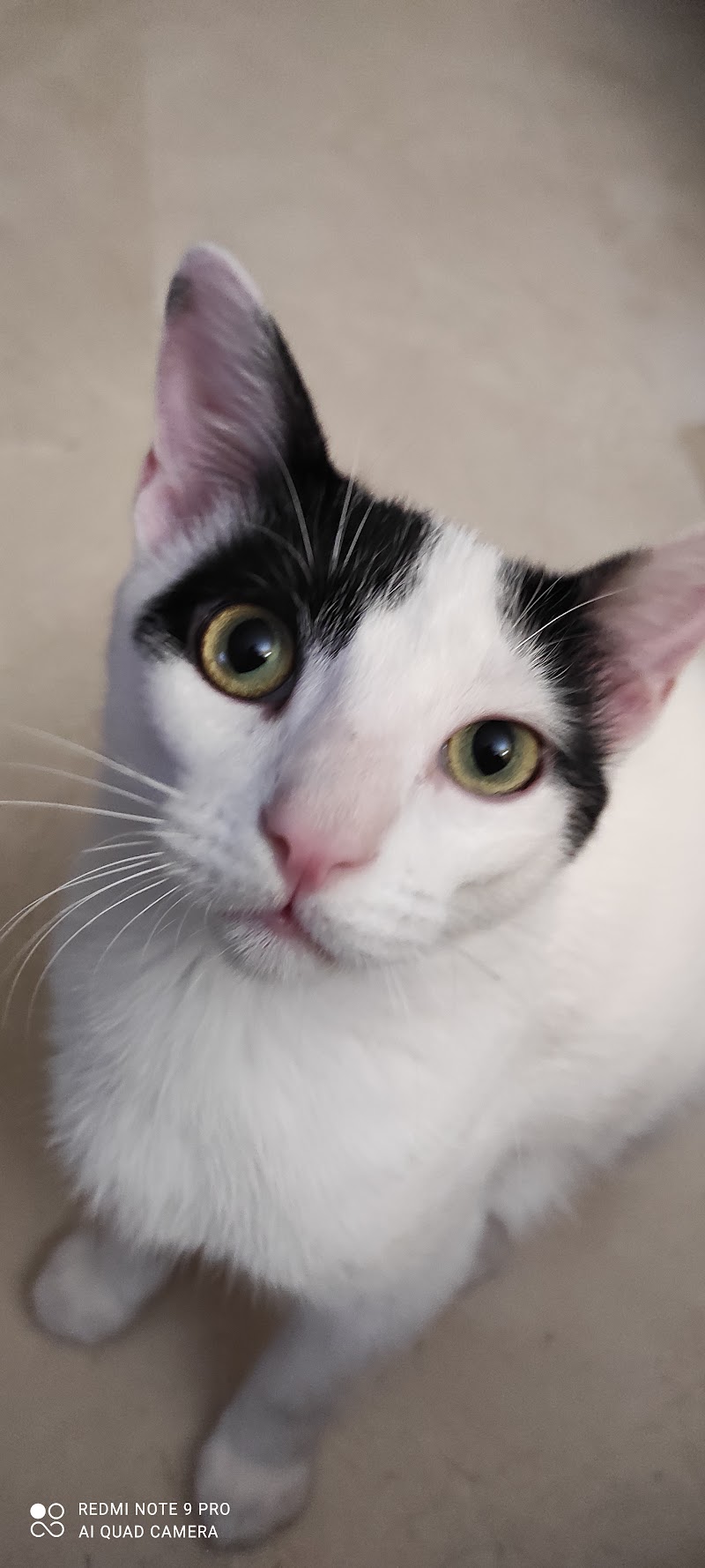 Clínica Veterinaria La Flecha