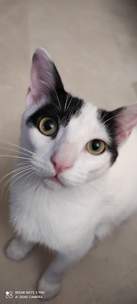 Clínica Veterinaria La Flecha