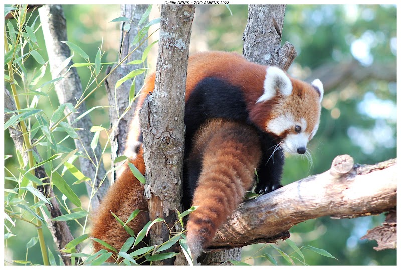 Zoo d'Amiens Métropole