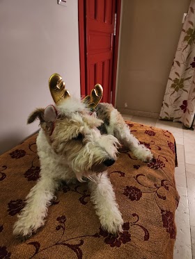 Centro Veterinario Doctor Animal