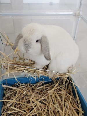 מרפאת כל חי