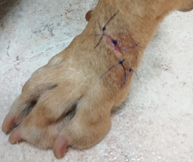 Centro Veterinario Rosales