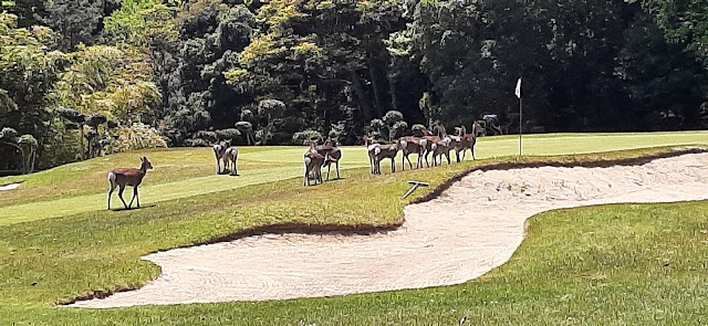 Yamaguchi Rainbow Hills Kanmon Kikugawa Golf Club - Photo 7