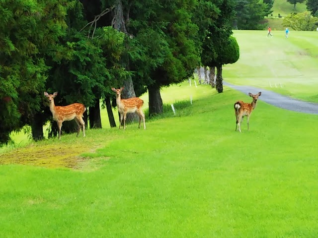Yamaguchi Rainbow Hills Kanmon Kikugawa Golf Club - Photo 2