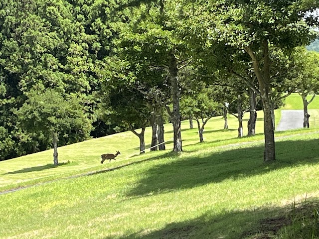 Yamaguchi Rainbow Hills Kanmon Kikugawa Golf Club - Photo 10
