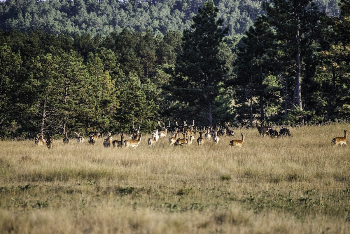 Rocking Heart Elk Ranch