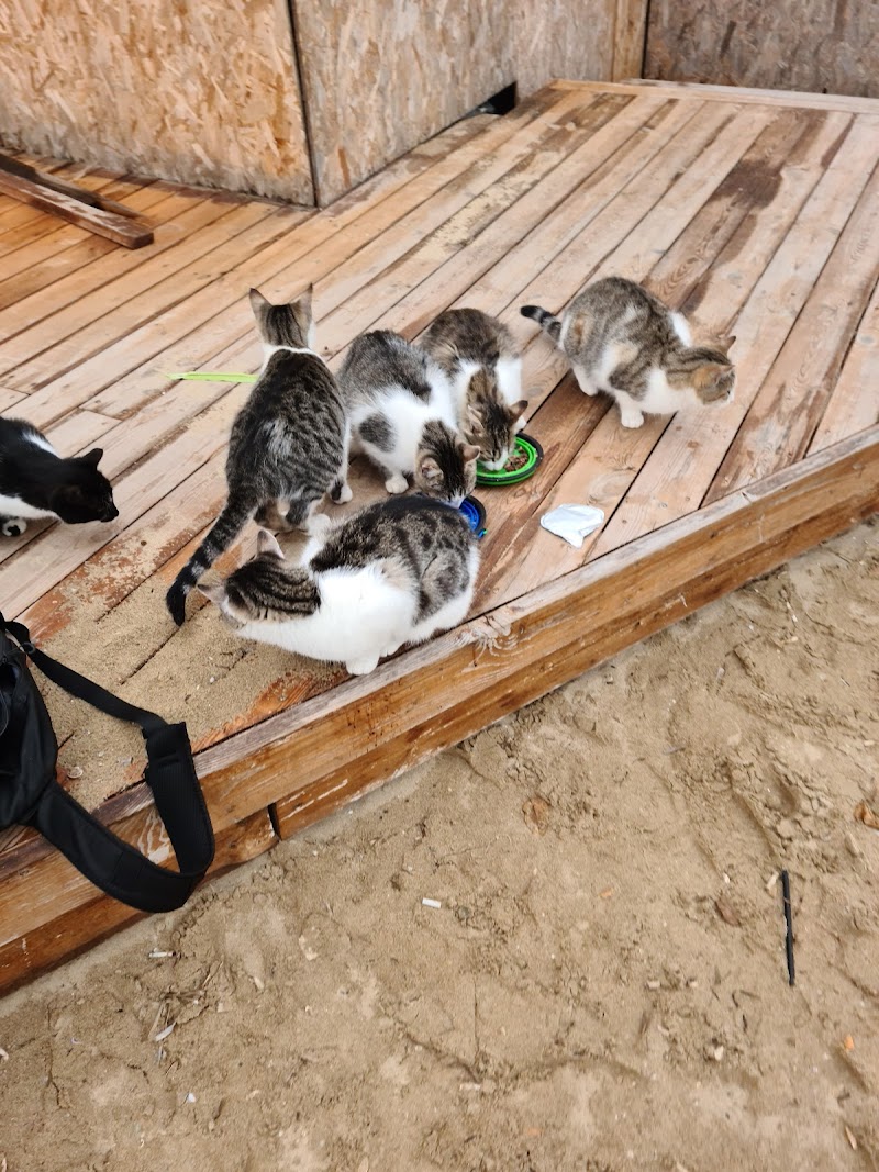Winter Cat feeding station