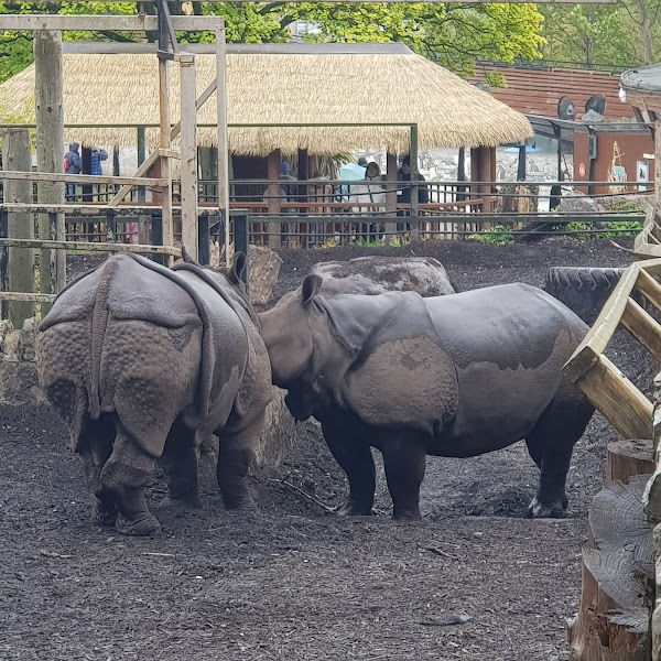 Rhino