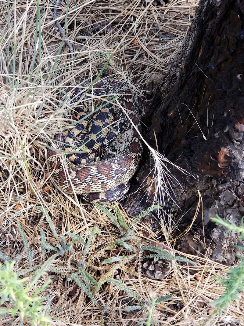 Thunderhorse Ranch - Photo 3