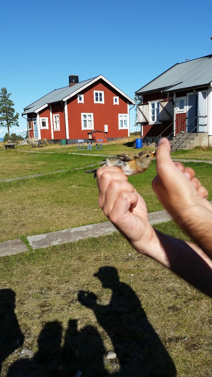 Lars Jonsson