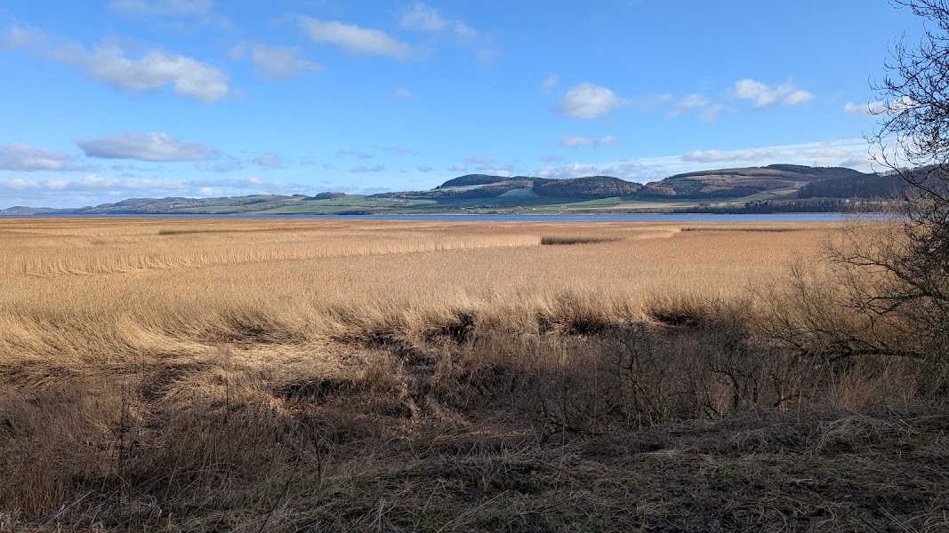 RSPB Tay Reedbeds