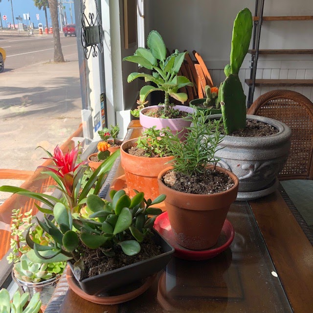 Unruly Cactus Books & Coffee photo 2