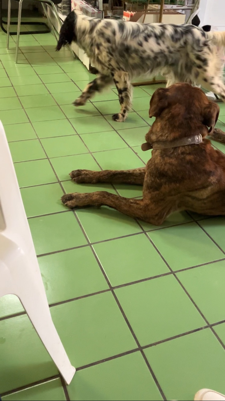 Clínica Veterinaria Rute