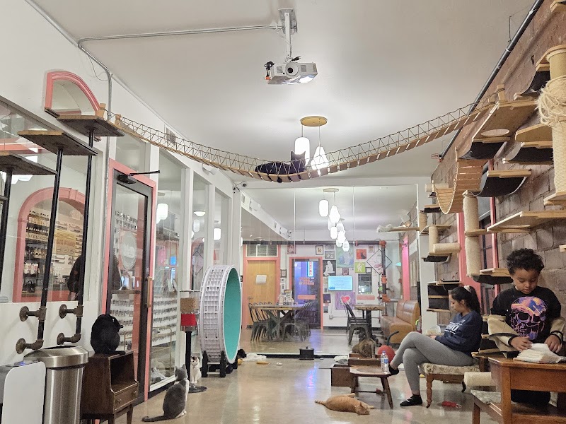 don't stress meowt - Cat Cafe photo 4