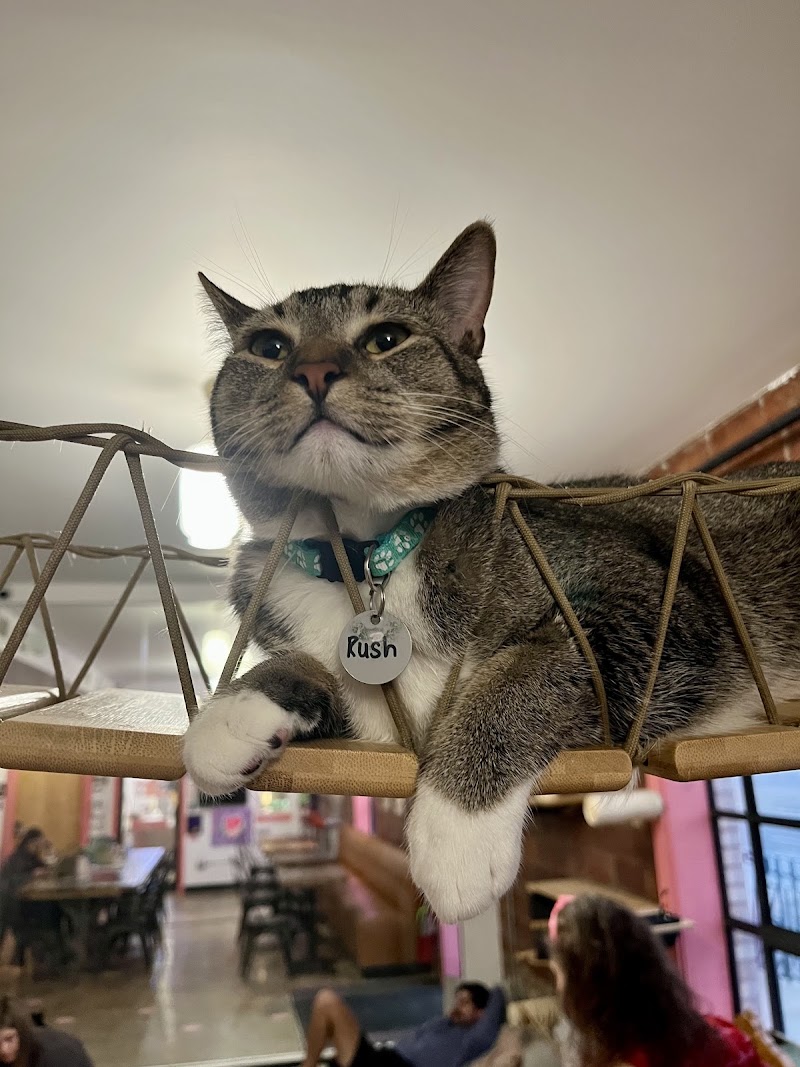 don't stress meowt - Cat Cafe photo 4