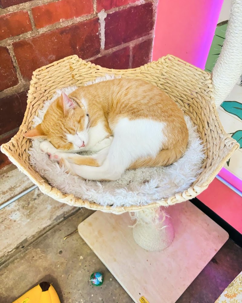 don't stress meowt - Cat Cafe photo 2