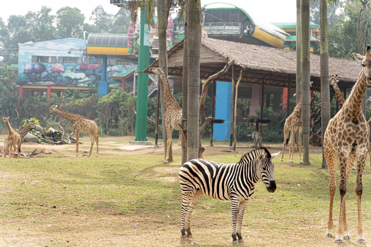 Guangzhou Chimelong Safari Park （Main Gate）