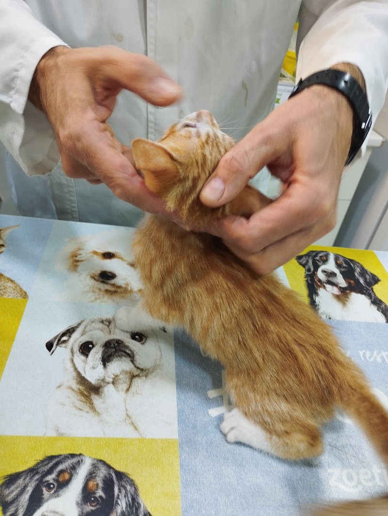 Albeitar Clínica Veterinaria